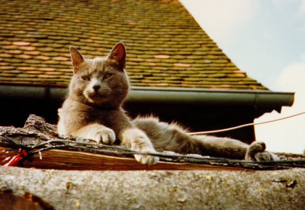 unser schlauer Kandy - 15.03.1986 bis 23.01.2003