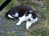 Kandy's Tochter Kissy - 20.06.1989 bis 19.03.1999